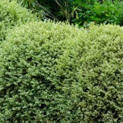 Variegated Boxwood Shrub -Fast Growing Trees Shop Variegated Boxwood 1