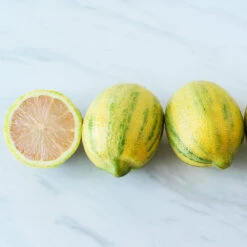 Pink Variegated Eureka Lemon Bush -Fast Growing Trees Shop Variegated Pink Eureka 2 BB