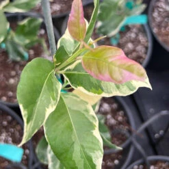 Pink Variegated Eureka Lemon Bush -Fast Growing Trees Shop Variegated Pink Eureka 7 dbfb1cfe f5d9 45c1 aac9 7809e00cecc3