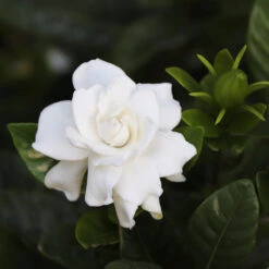 Gardenia 'Veitchii' Shrub 5 Gardenia 'Veitchii' Shrub -Fast Growing Trees Shop Veitchii Gardenia 2 FGT