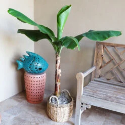 Boho House Plant Kit 12 Boho House Plant Kit -Fast Growing Trees Shop Veranda Banana 3 9a882426 fee0 400e bf5e cc653dcfb427