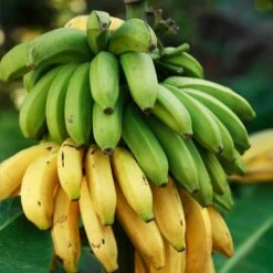 Veranda Banana Tree -Fast Growing Trees Shop Veranda Banana 3 FGT