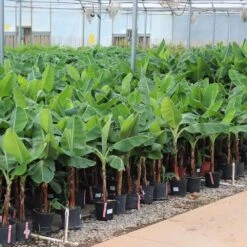 Veranda Banana Tree -Fast Growing Trees Shop Veranda Banana 4 FGT