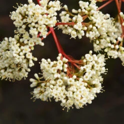 Coppertop® Sweet Viburnum Shrub 8 Coppertop® Sweet Viburnum Shrub -Fast Growing Trees Shop Viburnum Coppertop 3