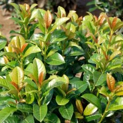 Volcano Cherry Laurel 6 Volcano Cherry Laurel -Fast Growing Trees Shop Volcano Laurel 3 FGT