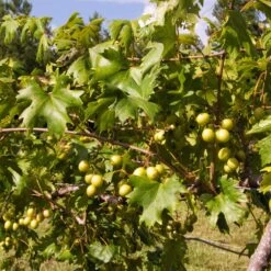 Wine Lover's Kit -Fast Growing Trees Shop WIne Lovers Kit 2