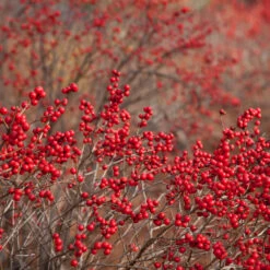 Winter Red Winterberry Holly Shrub 10 Winter Red Winterberry Holly Shrub -Fast Growing Trees Shop WInter Red winterberry 1
