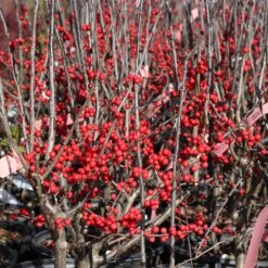 Winter Red Winterberry Holly Shrub 12 Winter Red Winterberry Holly Shrub -Fast Growing Trees Shop WInter Red winterberry 3G