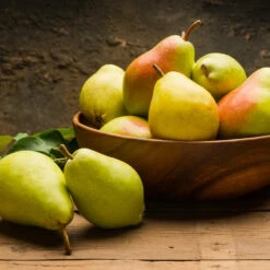 Warren Pear Tree -Fast Growing Trees Shop Warren Pear Tree 1