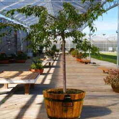 Weeping Extraordinaire™ Cherry Tree 9 Weeping Extraordinaire™ Cherry Tree -Fast Growing Trees Shop Weeping Extraordinaire Cherry 1