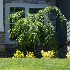 Weeping Extraordinaire™ Cherry Tree 8 Weeping Extraordinaire™ Cherry Tree -Fast Growing Trees Shop Weeping Extraordinaire Cherry 4