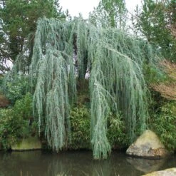 Weeping Blue Atlas Cedar Tree 7 Weeping Blue Atlas Cedar Tree -Fast Growing Trees Shop Weeping Blue atlas Cedar 1