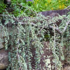 Weeping Blue Atlas Cedar Tree 6 Weeping Blue Atlas Cedar Tree -Fast Growing Trees Shop Weeping Blue atlas Cedar 5 FGT