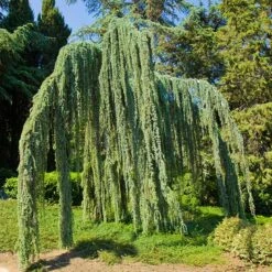 Weeping Blue Atlas Cedar Tree