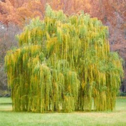 Weeping Willow -Fast Growing Trees Shop Weeping Willow 11 FGT