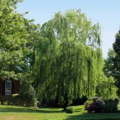 Weeping Willow -Fast Growing Trees Shop Weeping Willow 2 FGT