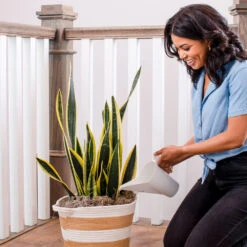 Air-Purifying House Plant Kit 14 Air-Purifying House Plant Kit -Fast Growing Trees Shop Whie Watering Can 2 af5196b4 a77c 4b15 b895 8aae9ad1b861