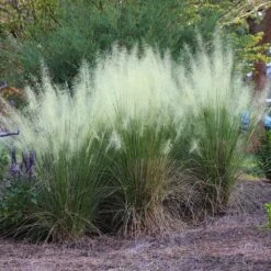 White Cloud Muhly Grass 6 White Cloud Muhly Grass -Fast Growing Trees Shop White Cloud Muhly Grass 4 FGT
