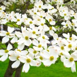 White Dogwood 10 White Dogwood -Fast Growing Trees Shop White Dogwood 19 FGT