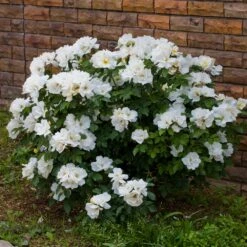 White Knock Out® Rose -Fast Growing Trees Shop White Knockout Rose 4