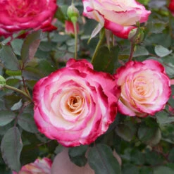 White Lies™ Rose Shrub -Fast Growing Trees Shop White Lies Rose 2