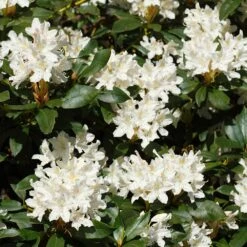 White Rhododendron -Fast Growing Trees Shop White Rhododendron 2 FGT