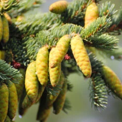 White Spruce Tree -Fast Growing Trees Shop White Spruce Tree 4