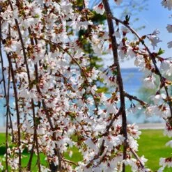 White Weeping Cherry Tree 7 White Weeping Cherry Tree -Fast Growing Trees Shop White Weeping Cherry 3 FGT
