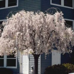 White Weeping Cherry Tree 8 White Weeping Cherry Tree -Fast Growing Trees Shop White Weeping Cherry 6