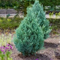 Juniper 'Wichita Blue' Tree 8 Juniper 'Wichita Blue' Tree -Fast Growing Trees Shop Wichita Blue Juniper 4
