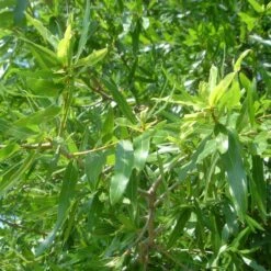 Willow Oak Tree -Fast Growing Trees Shop Willow Oak 3