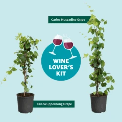 Tara Scuppernong Grape 7 Tara Scuppernong Grape -Fast Growing Trees Shop Wine Lovers Kit Graphic 301366c6 ebcf 4d94 ad77 06f0e938ca39