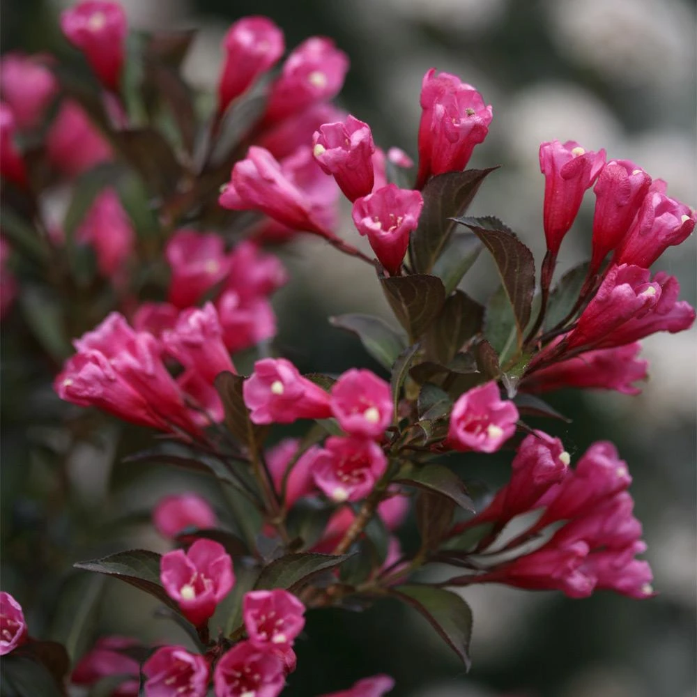 Wine & Roses® Weigela Shrub 4 Wine & Roses® Weigela Shrub - Image 4