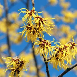 Common Witch Hazel Shrub 9 Common Witch Hazel Shrub -Fast Growing Trees Shop Witch Hazel 1