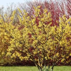 Common Witch Hazel Shrub 8 Common Witch Hazel Shrub -Fast Growing Trees Shop Witch Hazel 6