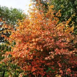 Common Witch Hazel Shrub 10 Common Witch Hazel Shrub -Fast Growing Trees Shop Witch Hazel 7