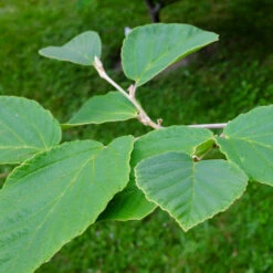 Diane Witch Hazel Shrub 8 Diane Witch Hazel Shrub -Fast Growing Trees Shop Witch Hazel Diane 2