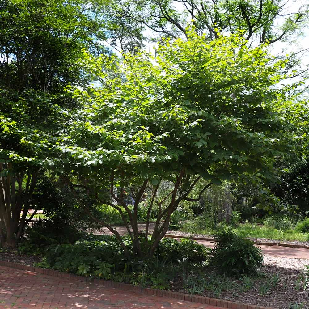 Diane Witch Hazel Shrub 5 Diane Witch Hazel Shrub - Image 5