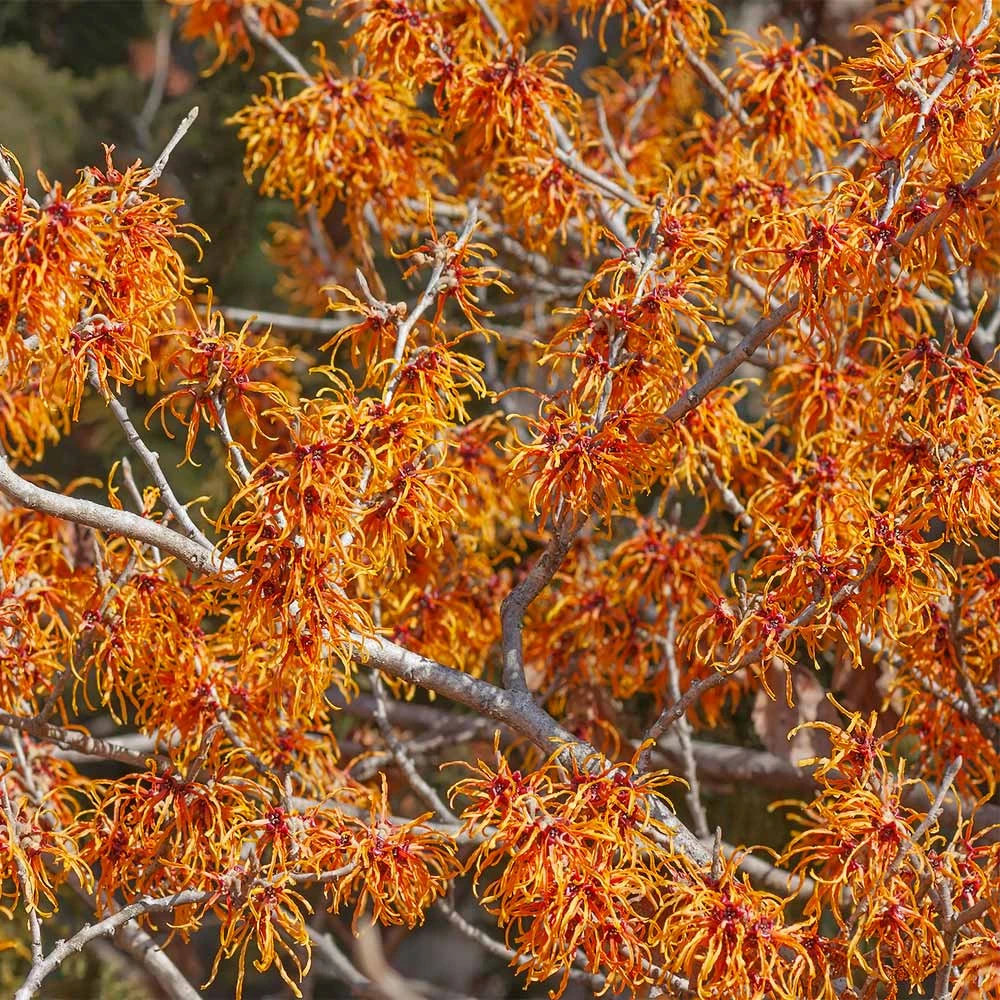 Jelena Witch Hazel Shrub 4 Jelena Witch Hazel Shrub - Image 4