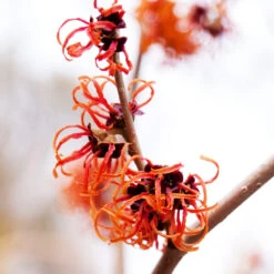 Jelena Witch Hazel Shrub 9 Jelena Witch Hazel Shrub -Fast Growing Trees Shop Witch Hazel Jelena 2