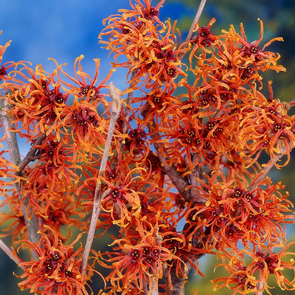 Jelena Witch Hazel Shrub 2 Jelena Witch Hazel Shrub - Image 2