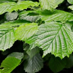 Jelena Witch Hazel Shrub 11 Jelena Witch Hazel Shrub -Fast Growing Trees Shop Witch Hazel Jelena 4