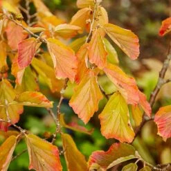 Jelena Witch Hazel Shrub 12 Jelena Witch Hazel Shrub -Fast Growing Trees Shop Witch Hazel Jelena 5