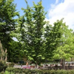 Jelena Witch Hazel Shrub 13 Jelena Witch Hazel Shrub -Fast Growing Trees Shop Witch Hazel Jelena 6