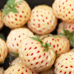 Pineberry -Fast Growing Trees Shop Wonderful Pineberry 4