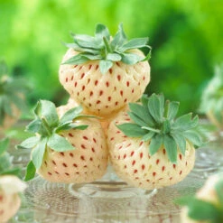 Pineberry -Fast Growing Trees Shop Wonderful Pineberry 8