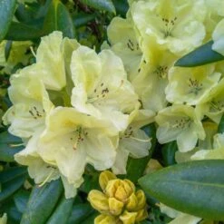 Yellow Rhododendron -Fast Growing Trees Shop Yellow Rhododendron 2 FGT