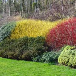 Yellow Twig Dogwood Shrub -Fast Growing Trees Shop Yellow Twig Dogwood 1