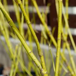 Yellow Twig Dogwood Shrub -Fast Growing Trees Shop Yellow Twig Dogwood 4 FGT