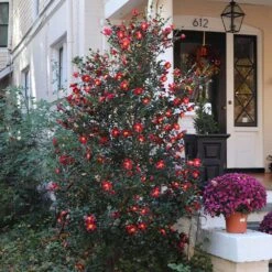 Yuletide Camellia -Fast Growing Trees Shop Yuletide Camellia 4 BB